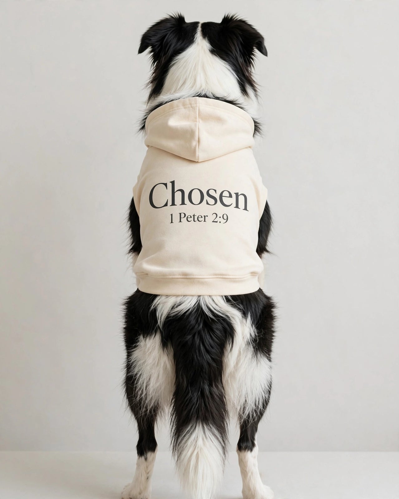 Chosen Dog Hoodie - Cream - border collie plain rear view in studio, back print Chosen 1 Peter 2:9